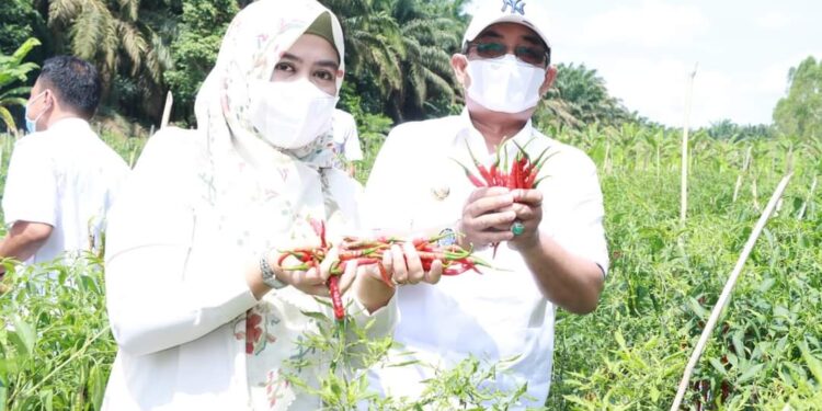 Bupati Apresiasi Kegiatan Panen Cabai di Kebun Percontohan Tebing Tinggi