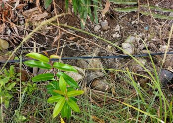 Kabel Listrik PLN Diatas Tanah, Resahkan Warga RT 05 Kelurahan Tungkal II 