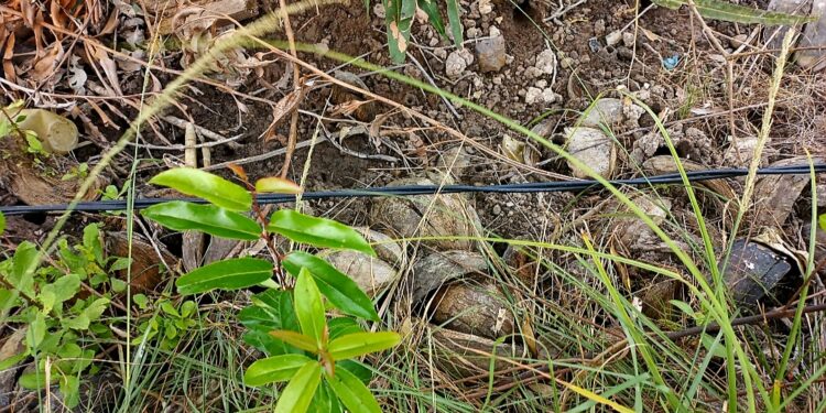 Kabel Listrik PLN Diatas Tanah, Resahkan Warga RT 05 Kelurahan Tungkal II 