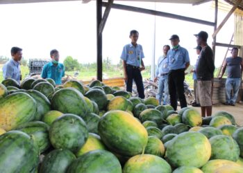 PT LPPI Panen Semangka Petani Binaan CSR