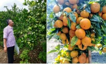 Datangkan Tim Pengabdian, Jeruk Asal Daerah Lolo Kecil Kabupaten Kerinci Diolah Jadi Sirup