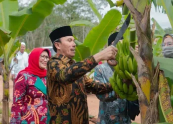 Ketua DPRD Edi Purwanto Bersama Anggota Komisi V DPR RI Panen Pisang Canvendish di Ponpes Irsyadul ‘Ibad