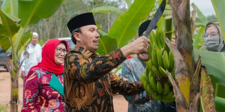 Ketua DPRD Edi Purwanto Bersama Anggota Komisi V DPR RI Panen Pisang Canvendish di Ponpes Irsyadul ‘Ibad
