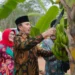 Ketua DPRD Edi Purwanto Bersama Anggota Komisi V DPR RI Panen Pisang Canvendish di Ponpes Irsyadul ‘Ibad
