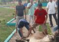 Inspektorat Tanjabbar Potong 1 Ekor Sapi Saat Idul Adha 1445 H