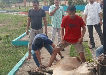 Inspektorat Tanjabbar Potong 1 Ekor Sapi Saat Idul Adha 1445 H