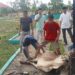Inspektorat Tanjabbar Potong 1 Ekor Sapi Saat Idul Adha 1445 H