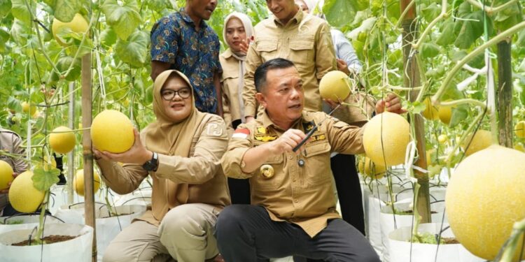 Gubernur Al Haris Panen Perdana Melon Premium di Tanjung Jabung Timur
