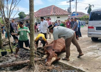 Kepedulian Sosial di Hari Raya: Polres Tanjab Barat Berkurban, Kapolres Turun Langsung Pimpin Penyembelihan