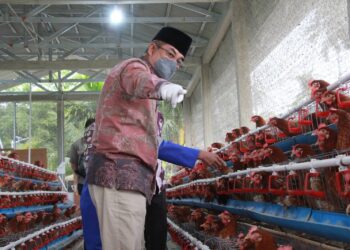 Produktivitas Capai 60 Persen, Bupati Optimistis Berkah Madani Farm Tembus Puncak Produksi