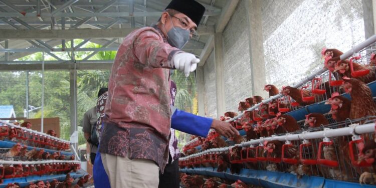 Produktivitas Capai 60 Persen, Bupati Optimistis Berkah Madani Farm Tembus Puncak Produksi