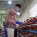 Produktivitas Capai 60 Persen, Bupati Optimistis Berkah Madani Farm Tembus Puncak Produksi